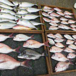 大進丸（愛知） 釣果