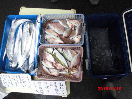 まとばや 釣果