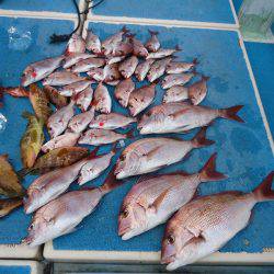 十八宝洋丸 釣果