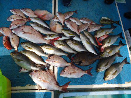 十八宝洋丸 釣果