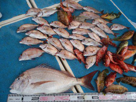 十八宝洋丸 釣果