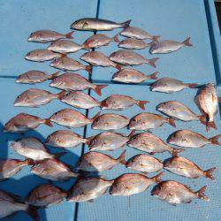 十八宝洋丸 釣果