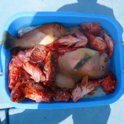 十八宝洋丸 釣果