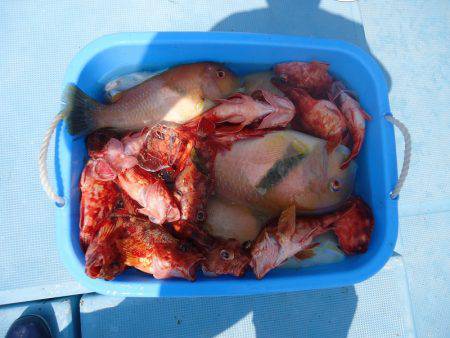 十八宝洋丸 釣果