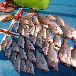 十八宝洋丸 釣果