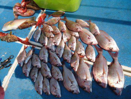 十八宝洋丸 釣果