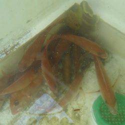 十八宝洋丸 釣果