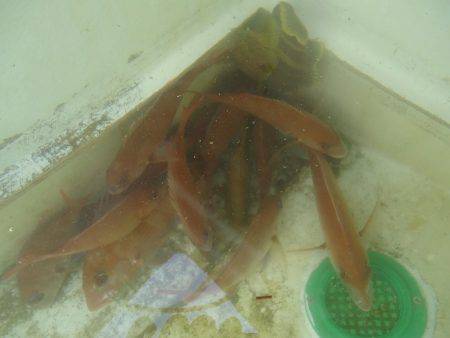 十八宝洋丸 釣果