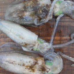 こかわ渡船　雅丸 釣果