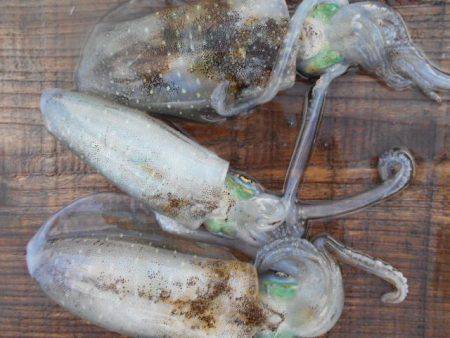 こかわ渡船　雅丸 釣果