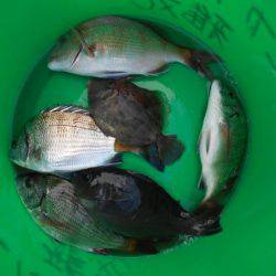 こかわ渡船　雅丸 釣果