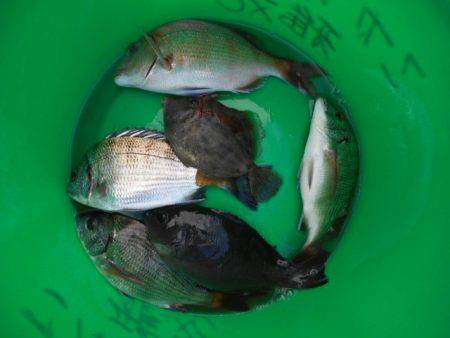 こかわ渡船　雅丸 釣果