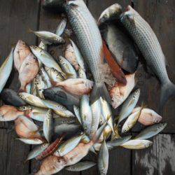 こかわ渡船　雅丸 釣果