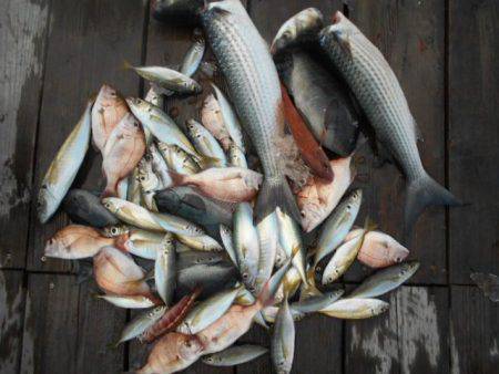 こかわ渡船　雅丸 釣果