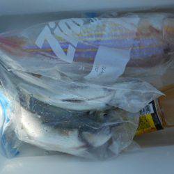 こかわ渡船　雅丸 釣果