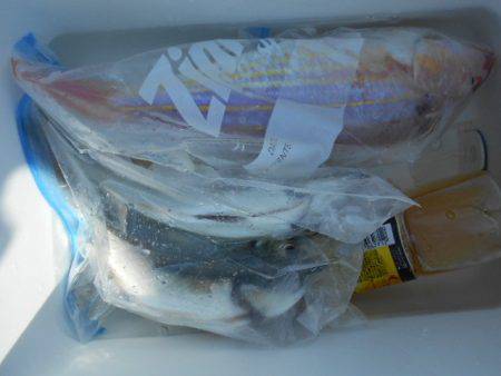 こかわ渡船　雅丸 釣果