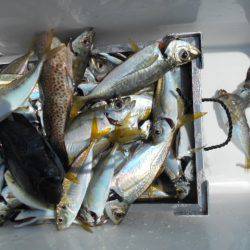 こかわ渡船　雅丸 釣果