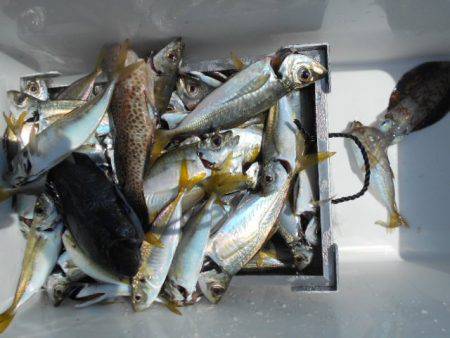 こかわ渡船　雅丸 釣果