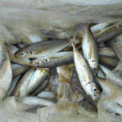 こかわ渡船 雅丸 釣果