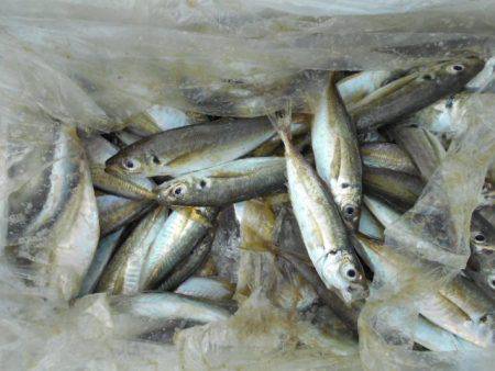 こかわ渡船　雅丸 釣果