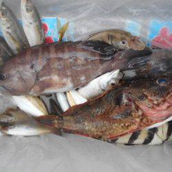 こかわ渡船　雅丸 釣果