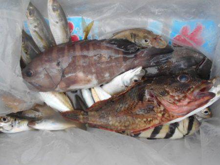 こかわ渡船　雅丸 釣果