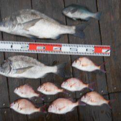 こかわ渡船　雅丸 釣果