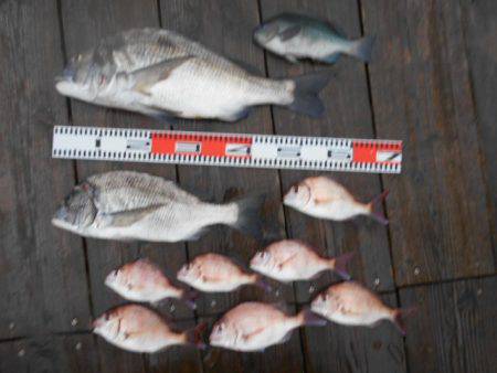 こかわ渡船　雅丸 釣果