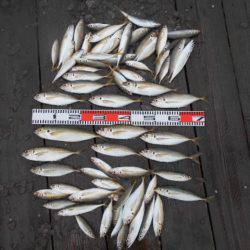 こかわ渡船　雅丸 釣果