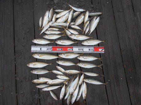 こかわ渡船　雅丸 釣果