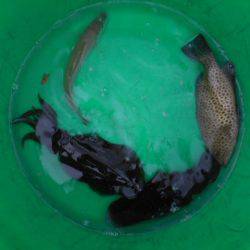 こかわ渡船　雅丸 釣果