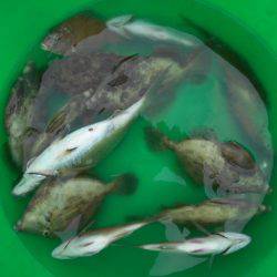 こかわ渡船　雅丸 釣果