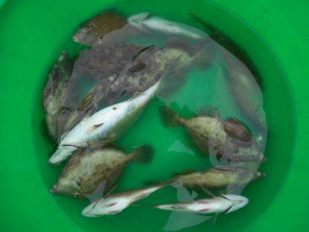 こかわ渡船　雅丸 釣果