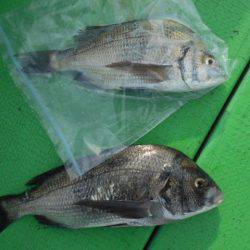 こかわ渡船　雅丸 釣果