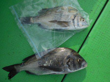 こかわ渡船　雅丸 釣果