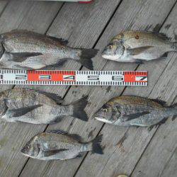 こかわ渡船　雅丸 釣果