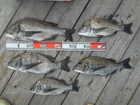 こかわ渡船　雅丸 釣果