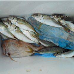 こかわ渡船　雅丸 釣果