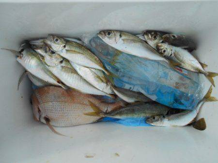 こかわ渡船　雅丸 釣果