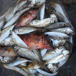 こかわ渡船　雅丸 釣果