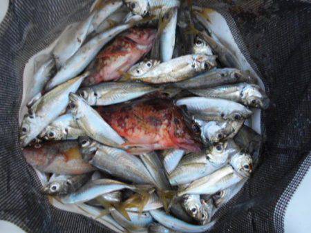 こかわ渡船　雅丸 釣果