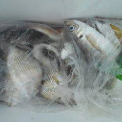 こかわ渡船　雅丸 釣果