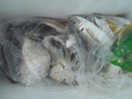 こかわ渡船　雅丸 釣果