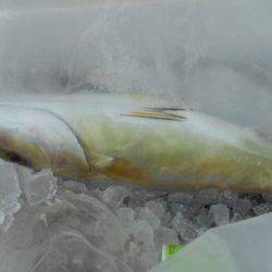 こかわ渡船　雅丸 釣果