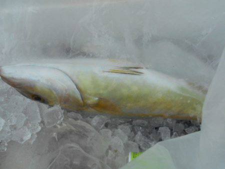 こかわ渡船　雅丸 釣果