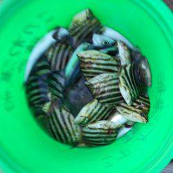 こかわ渡船　雅丸 釣果