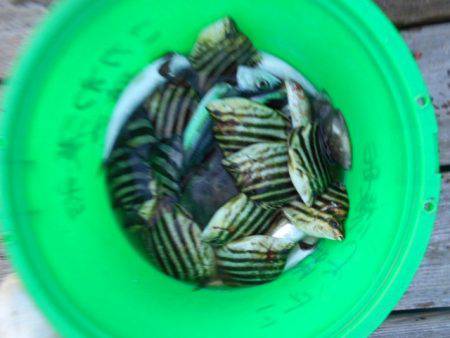 こかわ渡船　雅丸 釣果