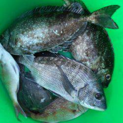 こかわ渡船　雅丸 釣果