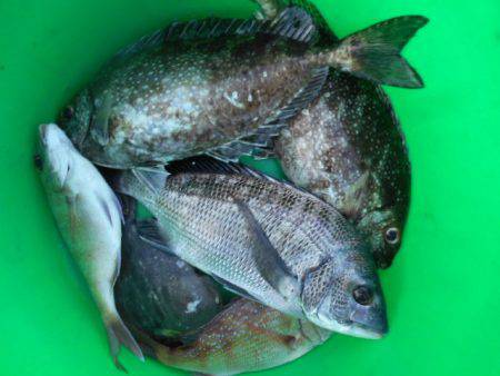 こかわ渡船　雅丸 釣果