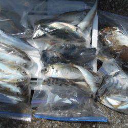 こかわ渡船　雅丸 釣果